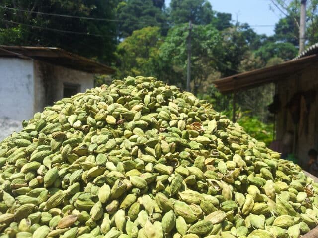 Green Cardamom product image