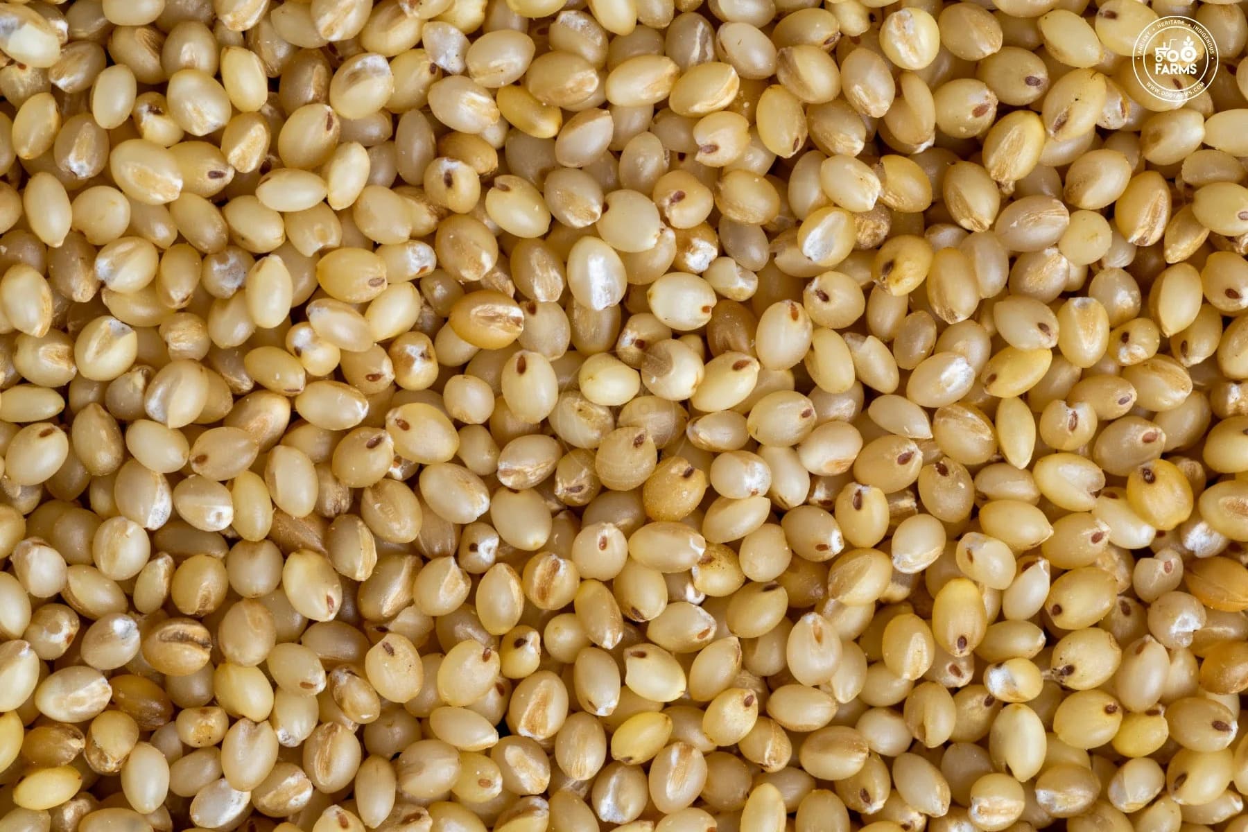 Foxtail Millet product image